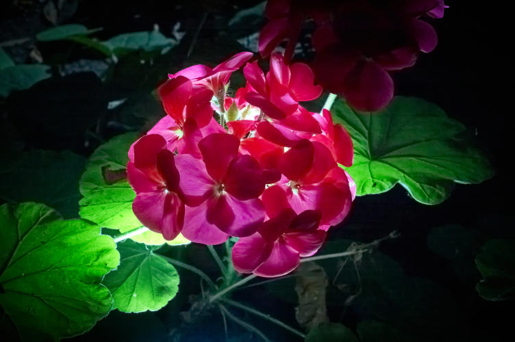 Floral - Pixel Studio Foto