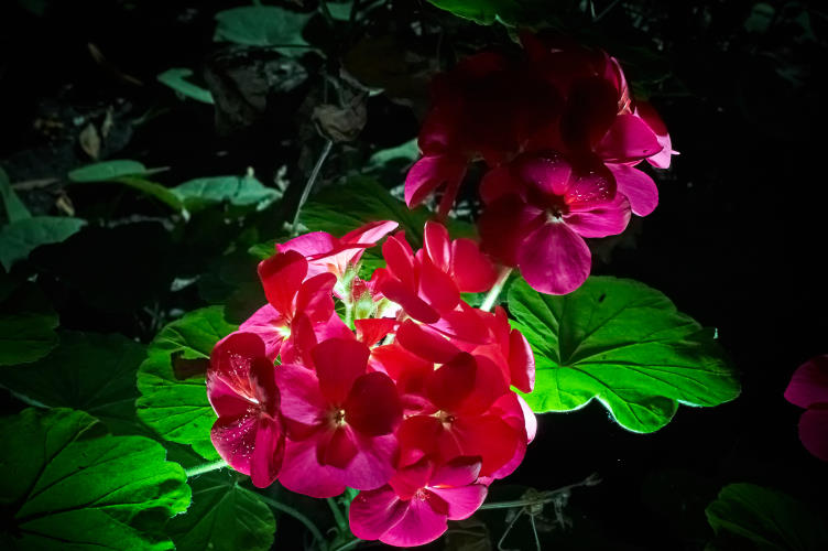 Floral - Pixel Studio Foto