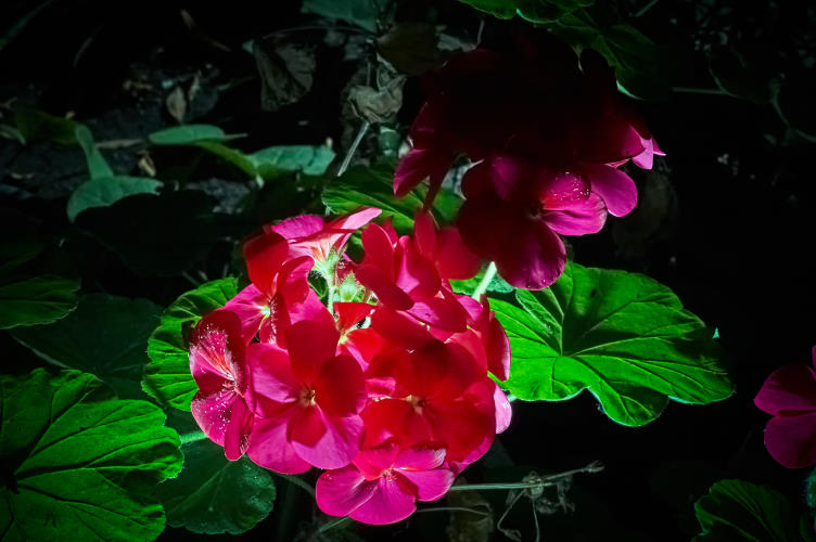 Floral - Pixel Studio Foto