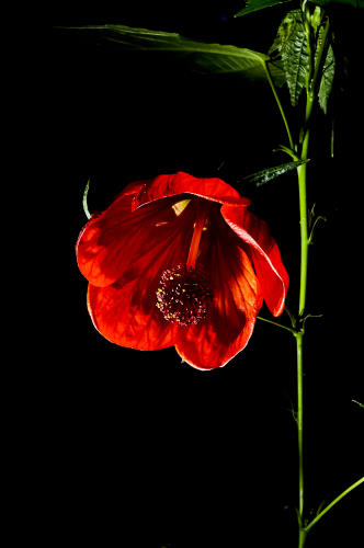 Floral - Pixel Studio Foto
