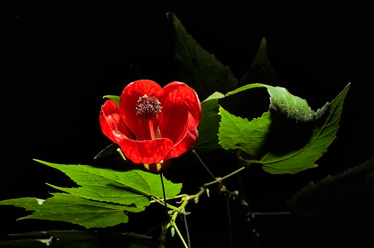 Floral - Pixel Studio Foto