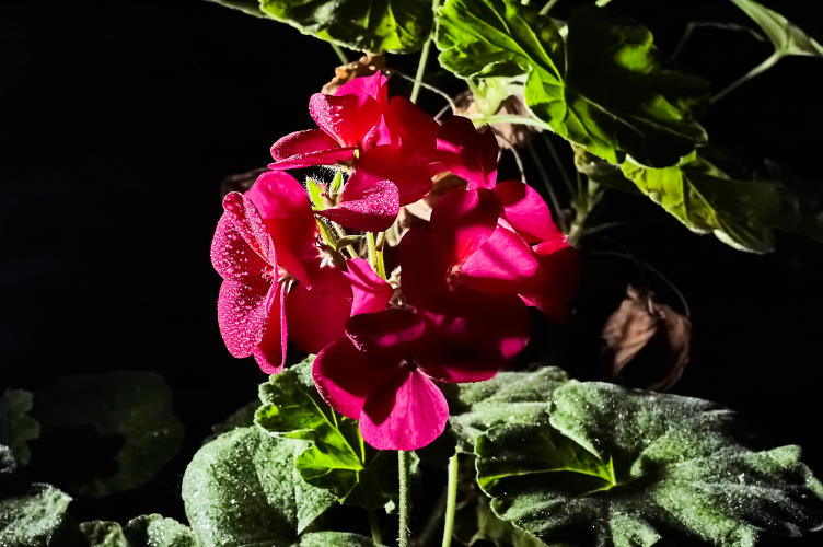 Floral - Pixel Studio Foto