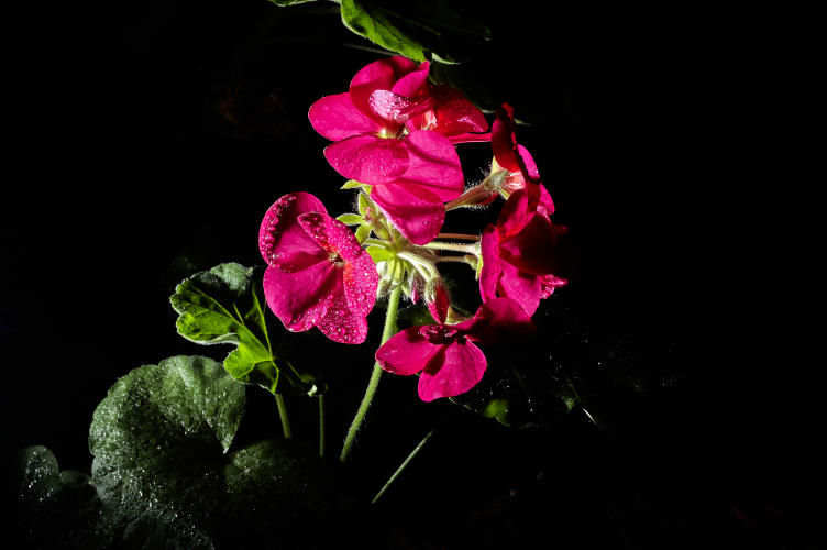 Floral - Pixel Studio Foto